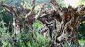 P1000011_houtsculpturen, die zelfs terug te vinden zijn op enkele dode Europese bomen